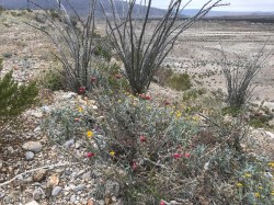 Chihuahua Desert View